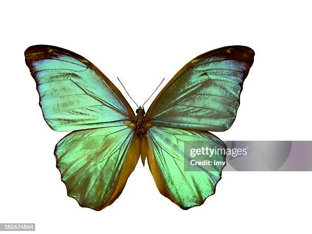 morpho butterfly - isolated on white - butterfly insect stock pictures, royalty-free photos & images
