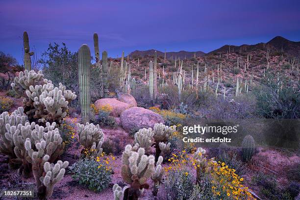 desert garden - arizona sunset stock pictures, royalty-free photos & images