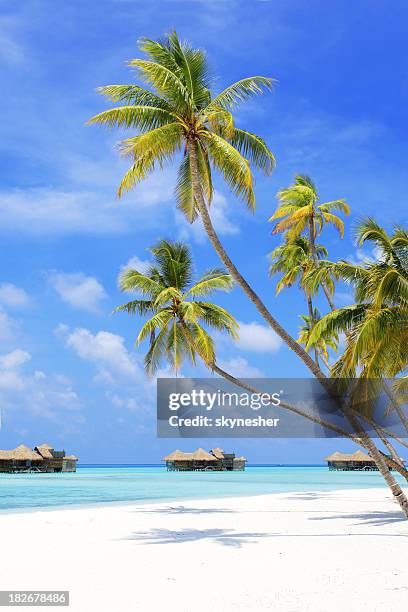 paradiso tropicale nelle maldive. - maldives sport foto e immagini stock