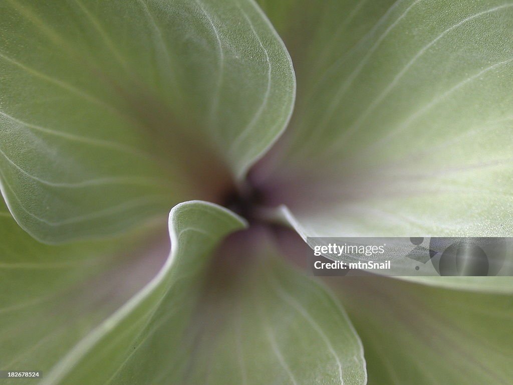 Goddes spiral