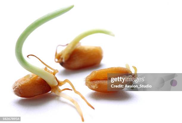 sprouts wheat - plant germinating from a seed stock pictures, royalty-free photos & images