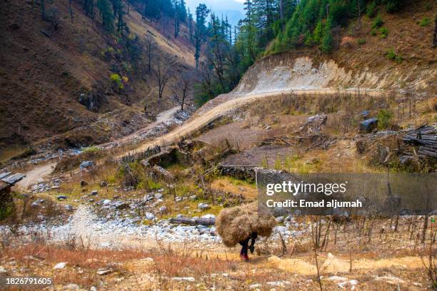 Background Rara 107 Rara National Park Stock Photos, High-Res Pictures, and Images ...