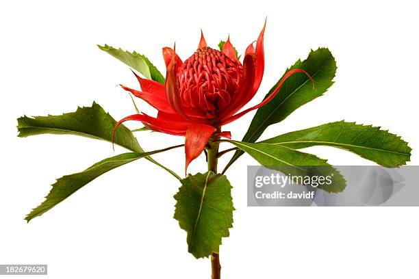 waratah - exoticism stock-fotos und bilder