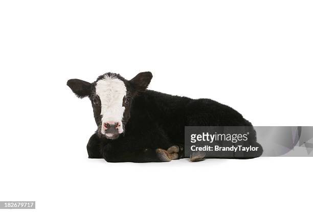 calf - calf stockfoto's en -beelden