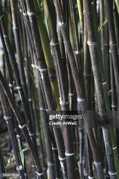 black bamboo - black bamboo stock pictures, royalty-free photos & images