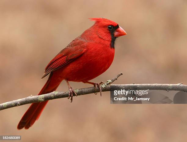 northern cardinal profil - cardinals stock-fotos und bilder