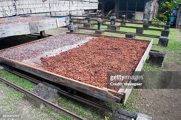 kakao trocknen - cocoa plantation stock-fotos und bilder