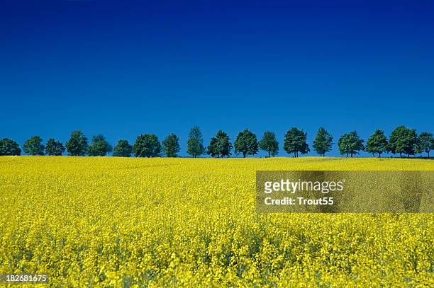 vibrant field of yellow flowers with trees in the background - rapeseed stock pictures, royalty-free photos & images