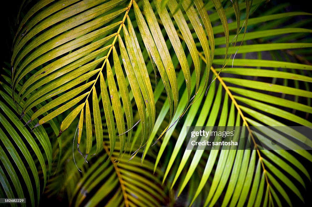 Multiple Palm leaves