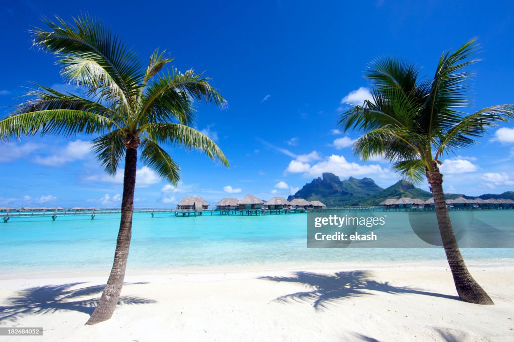 Coconut Palm Trees in Bora-Bora Island