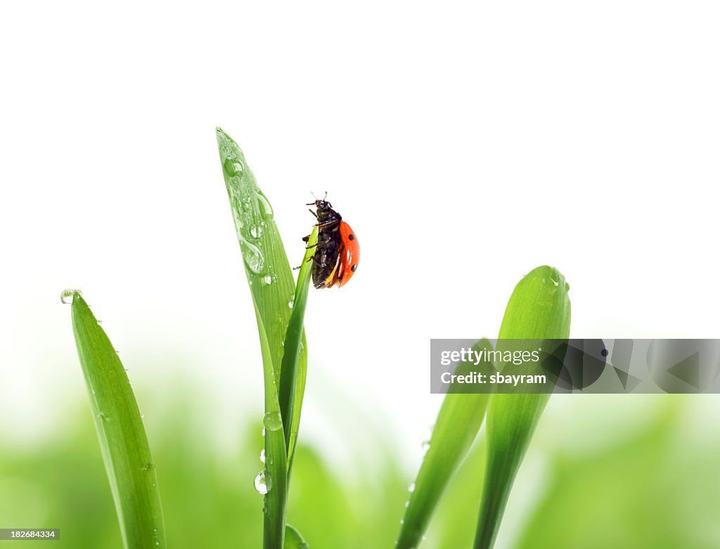 Ladybug on green grass