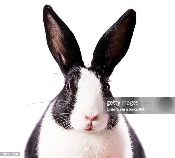 rabbit eared - baby rabbit stock pictures, royalty-free photos & images