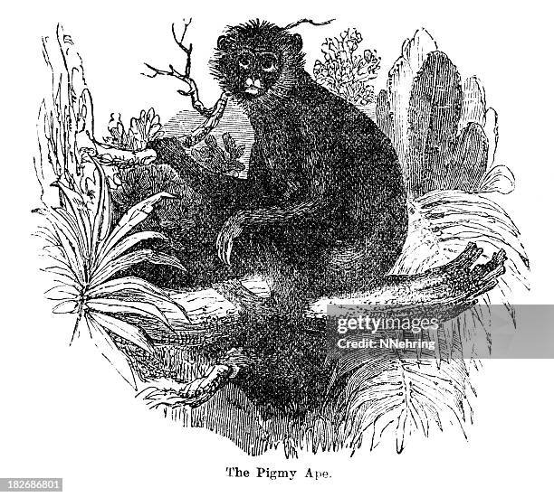 wood engraving of pigmy ape or barbary macaque, in tree - macaque stock illustrations