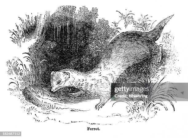 ferret engraving - ferret stock illustrations