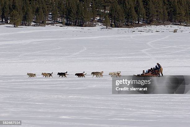 trineo con perros & pasajeros - dog sledding fotografías e imágenes de stock