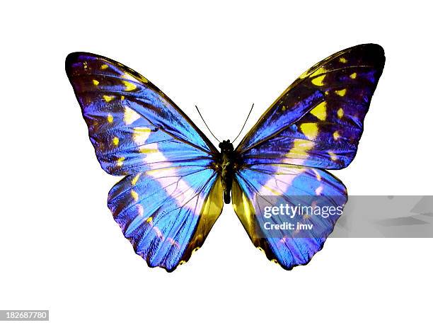 isolated butterfly - butterfly isolated stock pictures, royalty-free photos & images