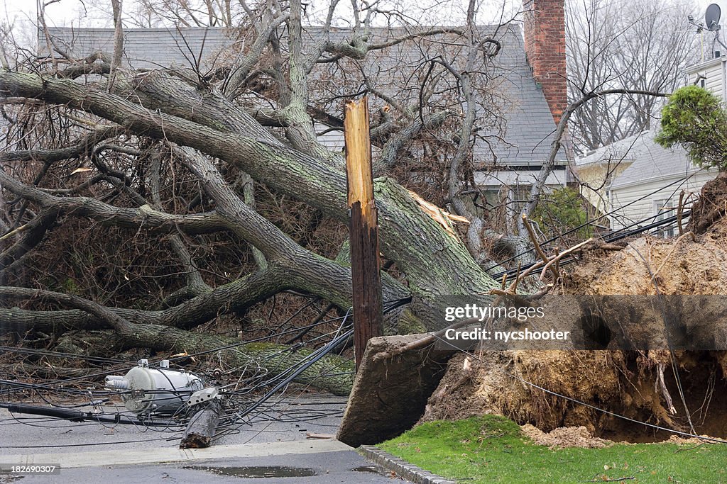 Baum falls auf power lines