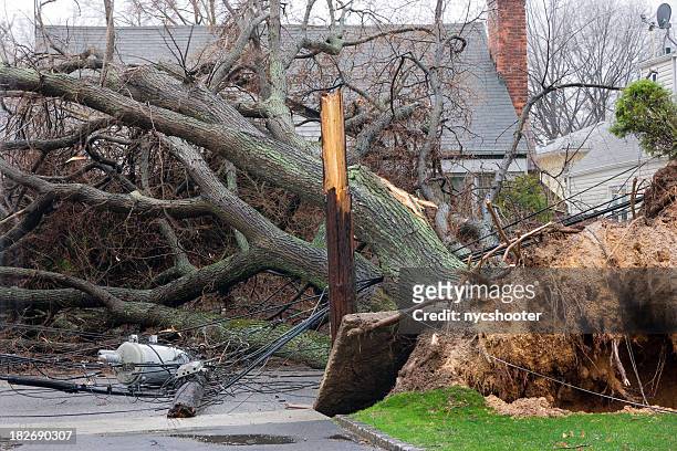 tree falls en líneas de potencia - nor'easter fotografías e imágenes de stock