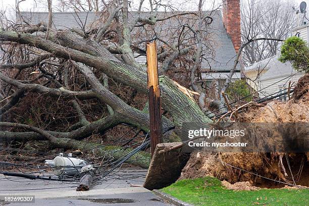 tree falls on power lines - broken tree stock pictures, royalty-free photos & images