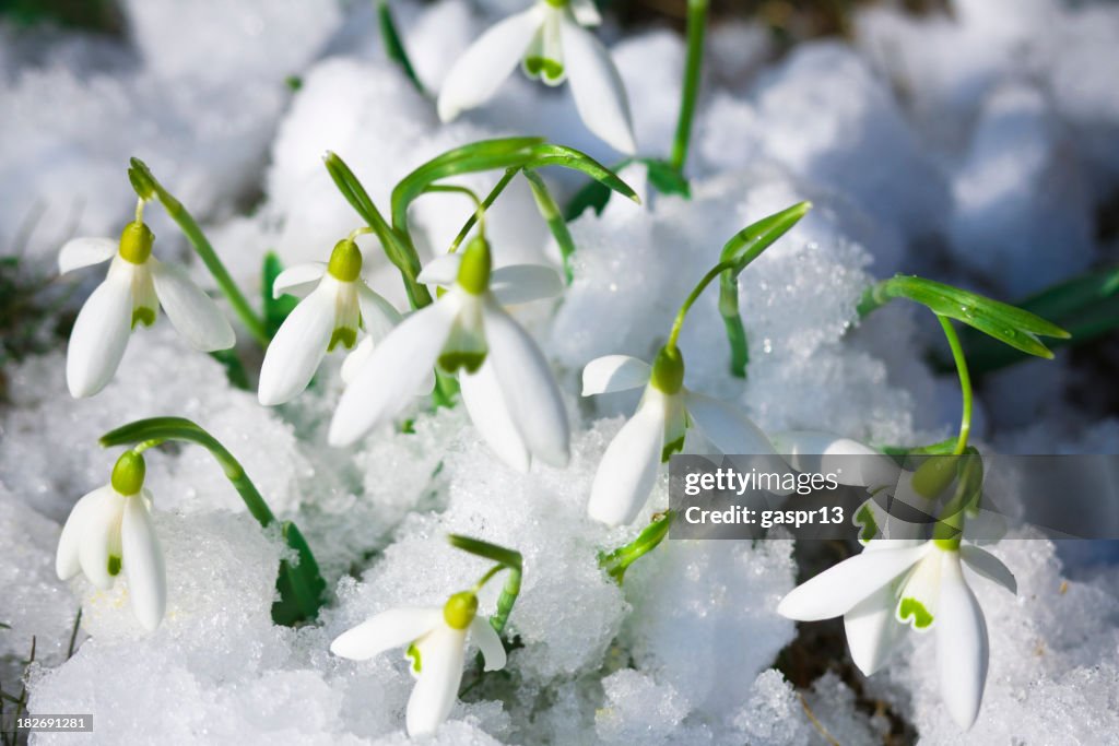 Crocuses growing through the snow at the beginning of spring