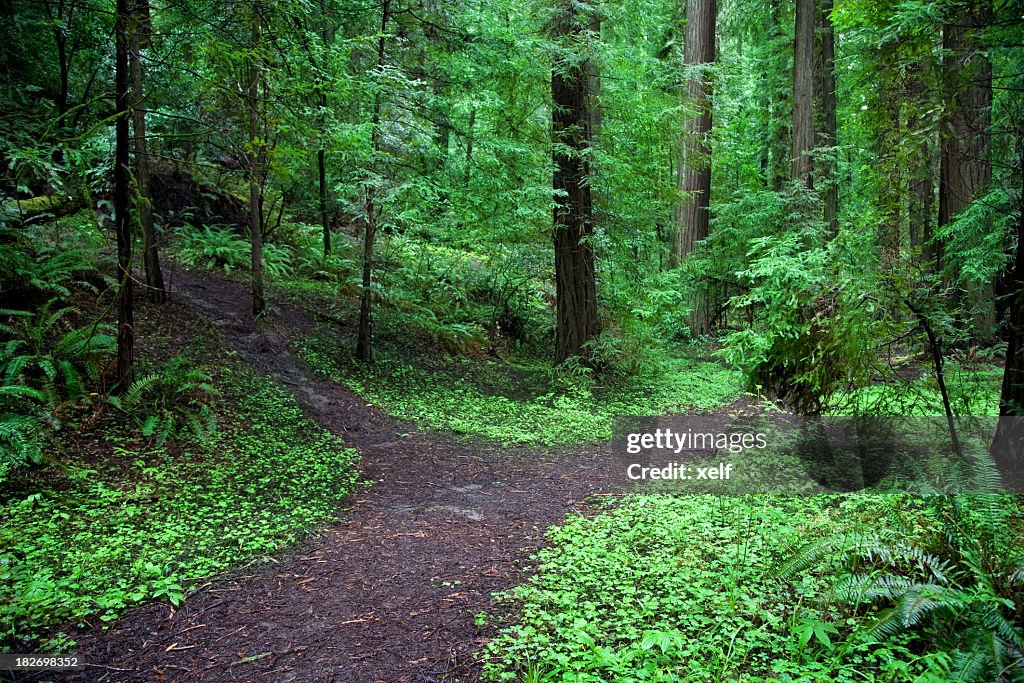 A forked path in a lush green forest 