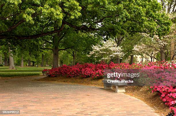 frühling auf dem campus - chapel hill campus der universität north carolina stock-fotos und bilder