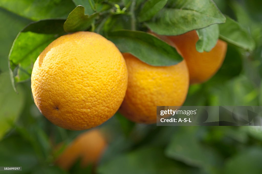 Fresca naranjas