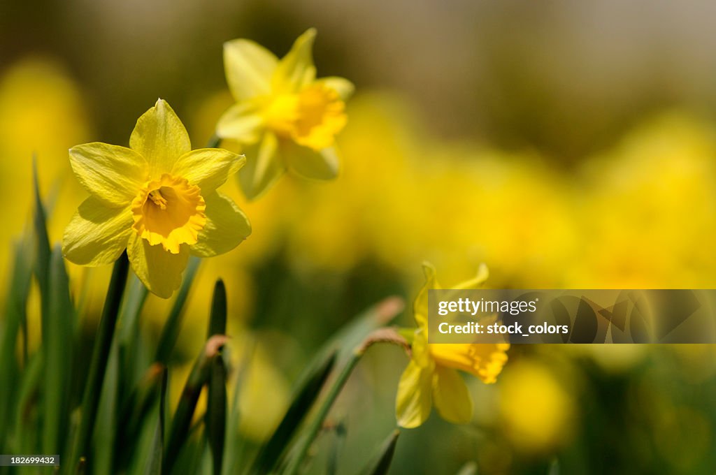 Dafodill