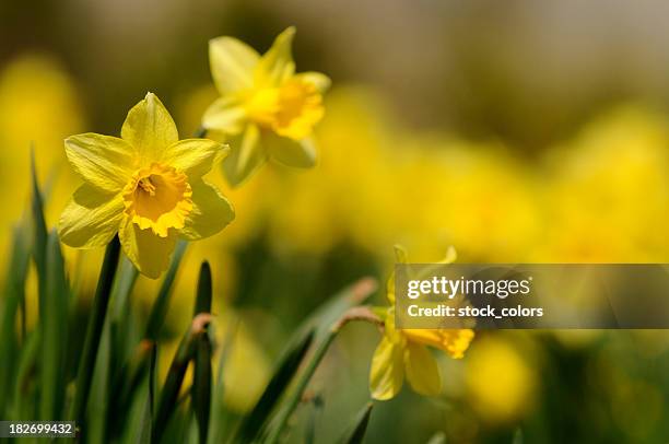 dafodill - daffodils imagens e fotografias de stock
