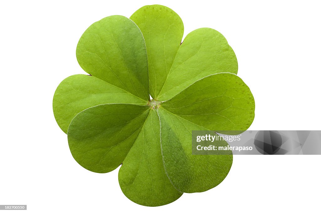 Four leaf clover