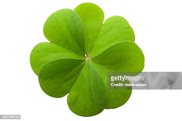 four leaf clover - four leaf clover stock pictures, royalty-free photos & images