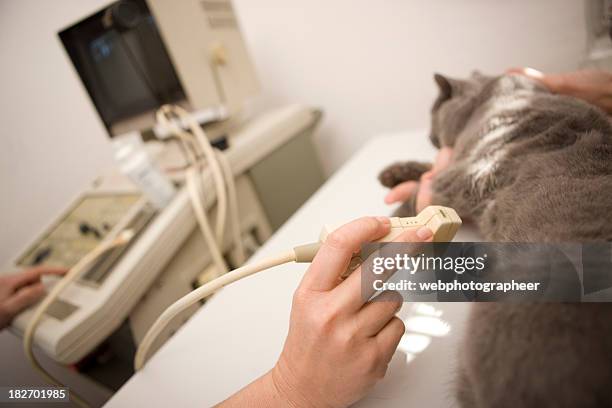 vet using ultrasound - cat scan stockfoto's en -beelden