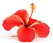 Closeup of red hibiscus on white background