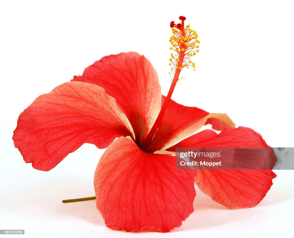 Closeup of red hibiscus on white background