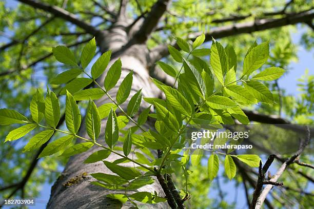 tree - essen stockfoto's en -beelden