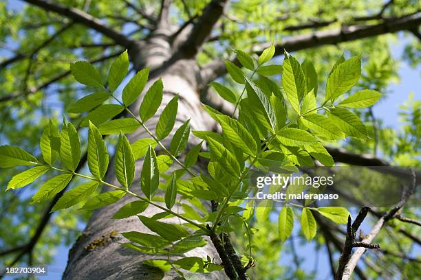 tree - ash tree stock pictures, royalty-free photos & images