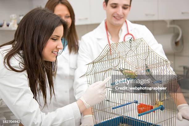 veterinarios con parrot - parakeet fotografías e imágenes de stock