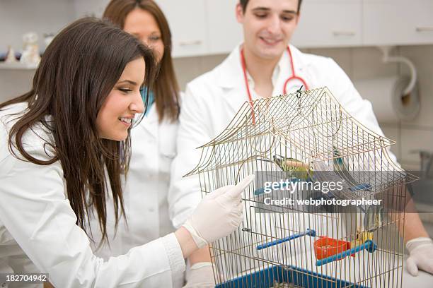veterinários com um papagaio - parakeet imagens e fotografias de stock