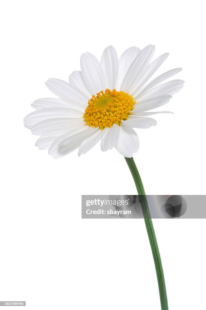 Daisy isolated