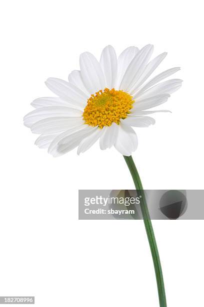 daisy isolated - plant stem stock pictures, royalty-free photos & images