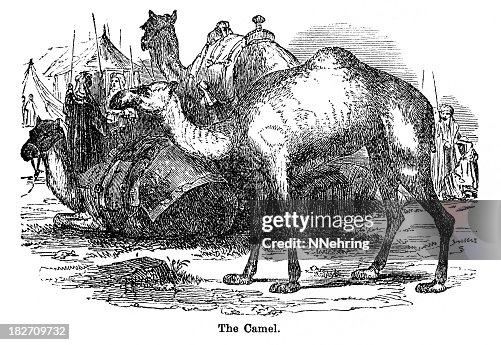 Camel Camel