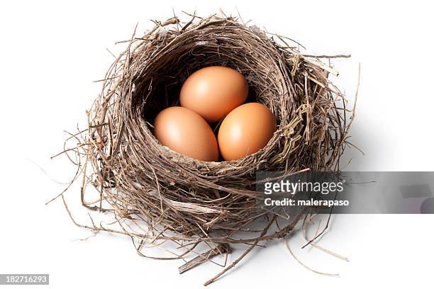 eggs in the nest - bird nest stock pictures, royalty-free photos & images