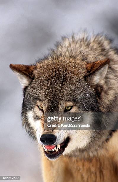 lobo snarl - lobo fotografías e imágenes de stock