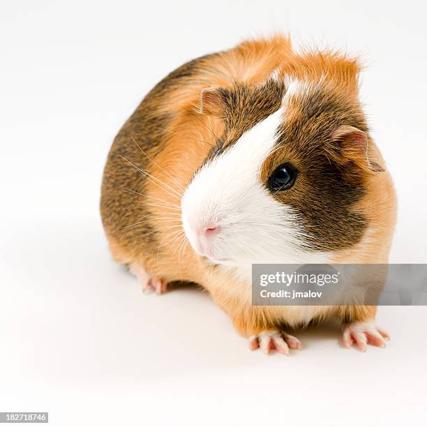 attentive guinea pig - guinea pig stock pictures, royalty-free photos & images