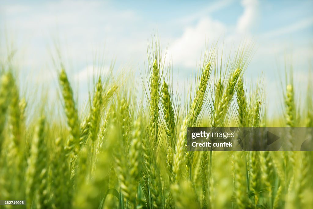 Green wheat field swaying in the breeze under a blue sky