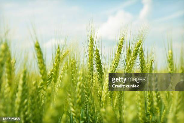 green wheat field swaying in the breeze under a blue sky - agricultural field stock pictures, royalty-free photos & images