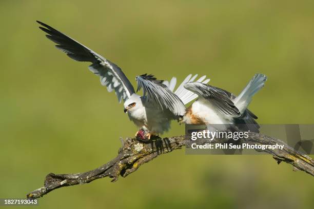 fledgling white-tailed kite attempts to take food from parent - white tailed kite stock pictures, royalty-free photos & images