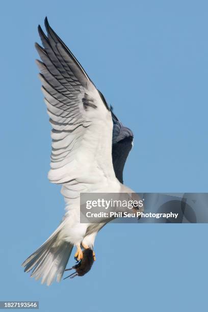 adult  white-tailed kite in flight with a vole - white tailed kite stock pictures, royalty-free photos & images