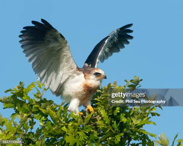 fledgling white-tailed kite landing on tree - white tailed kite stock pictures, royalty-free photos & images