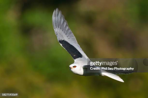 adult white-tailed kite in flight - white tailed kite stock pictures, royalty-free photos & images